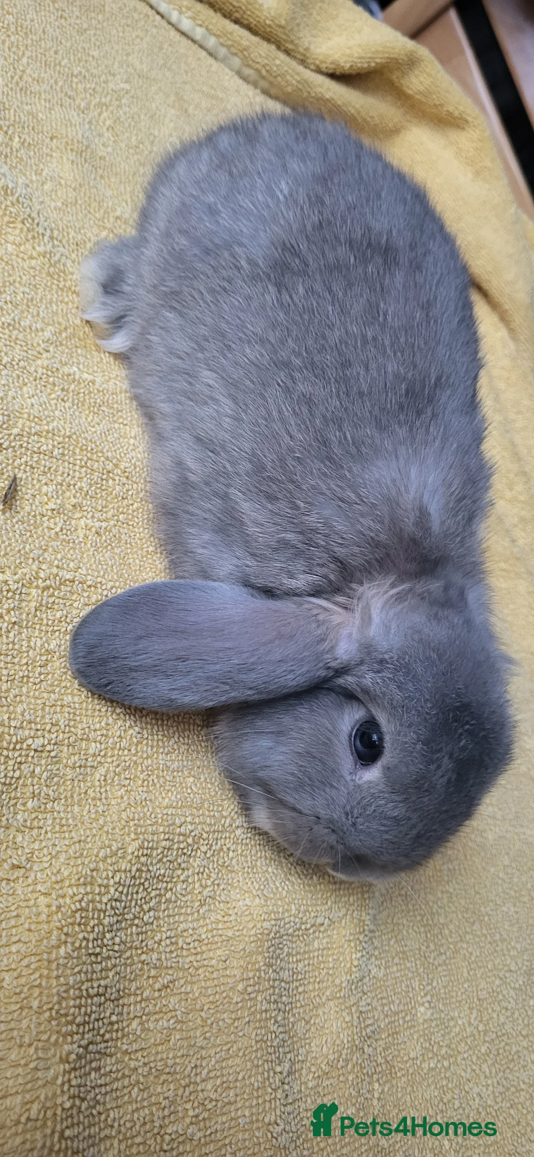 Mini Lop rabbits for sale: Beautiful Mini lop looking good a home  - Advert 6