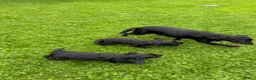 Sprocker dogs for sale: Two Black Sprockers - Advert 5