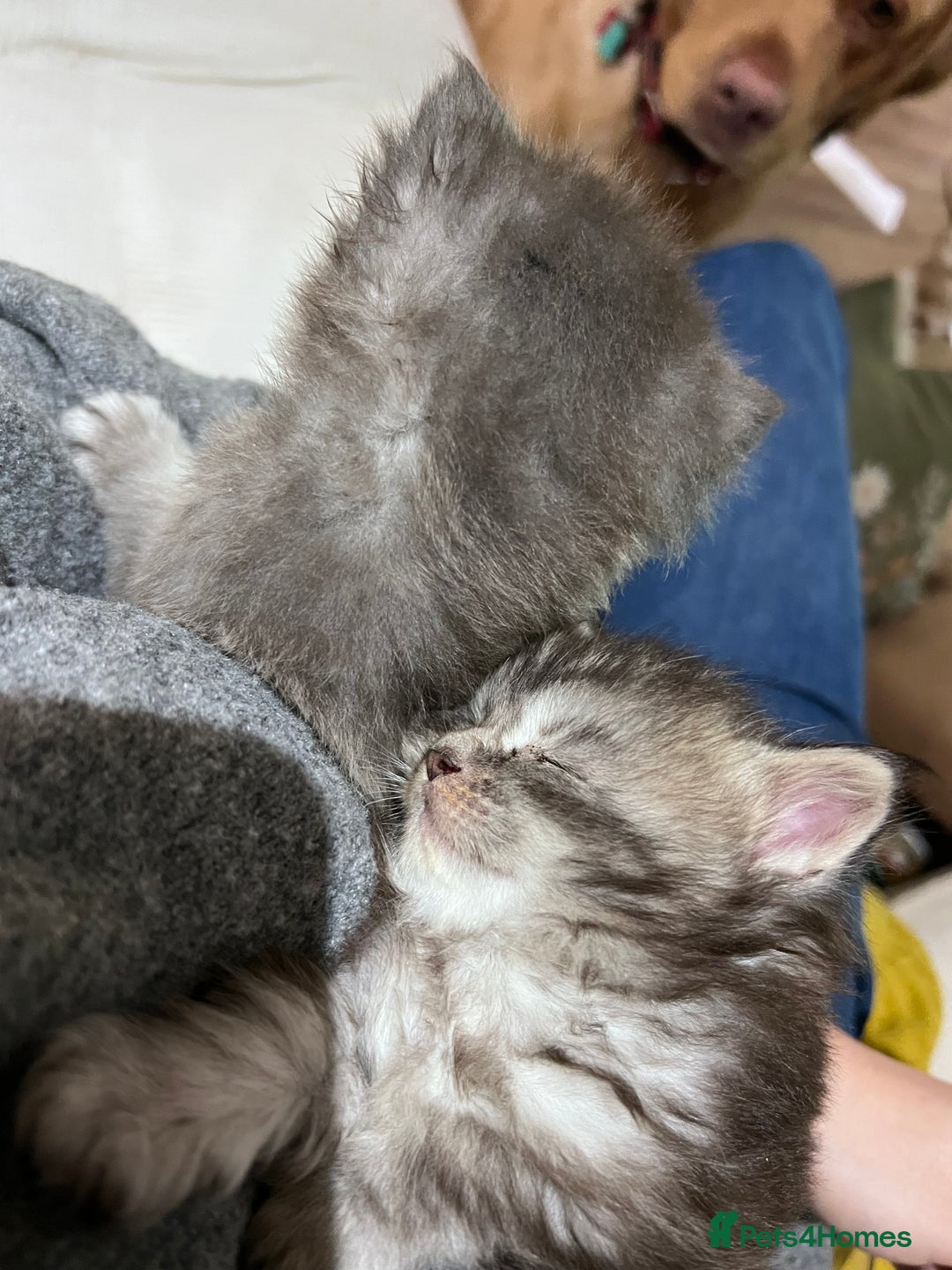 Maine Coon cats for sale: GCCF registered Maine coon kittens - Advert 9