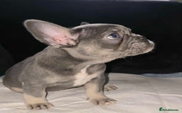 French Bulldog dogs for sale: Stunning litter of French bulldog puppies  - Image 15