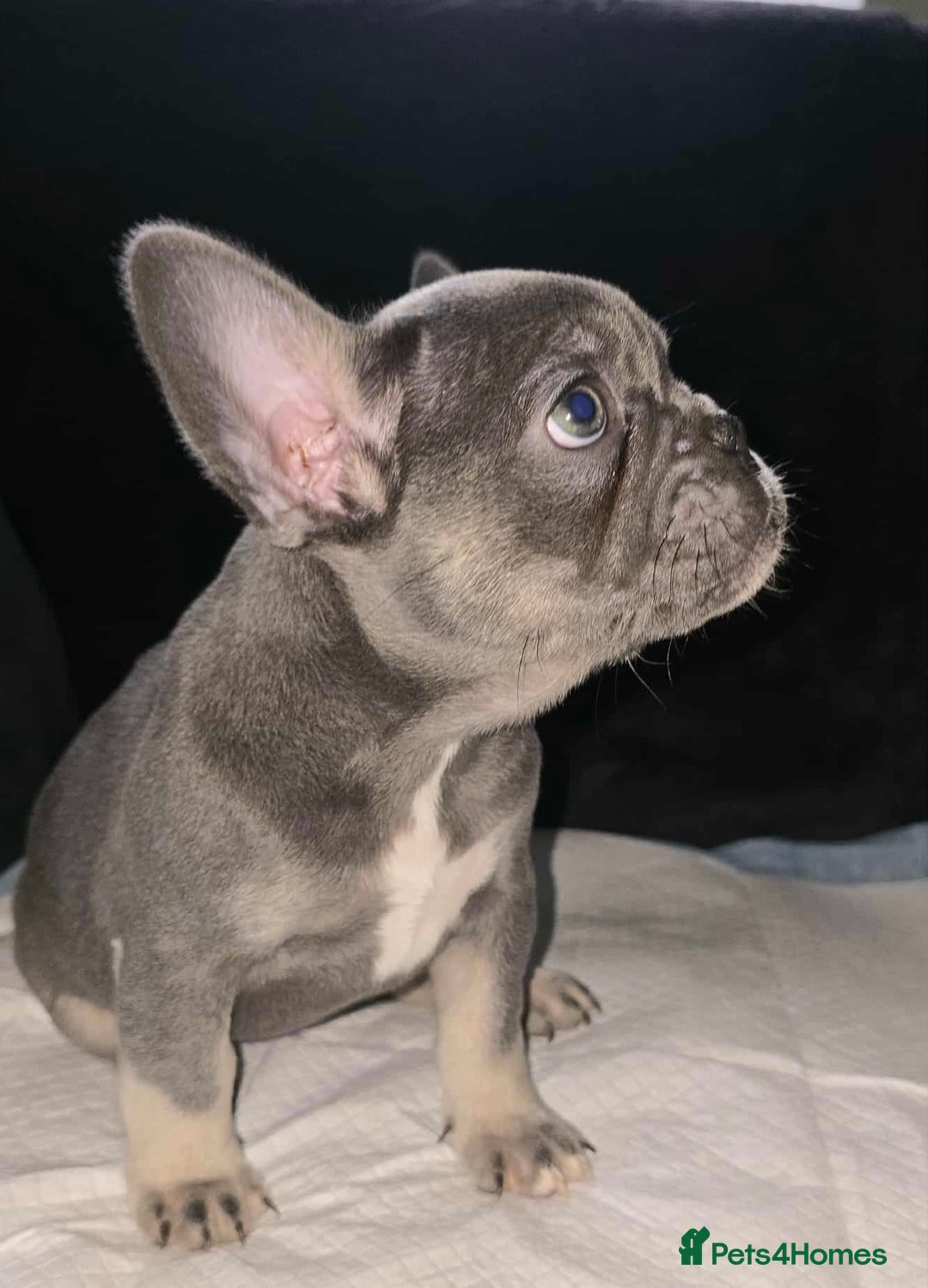 French Bulldog dogs for sale: Stunning litter of French bulldog puppies  - Image 15