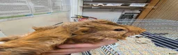 Guinea Pig rodents for sale: Female guinea pigs  - Advert 26