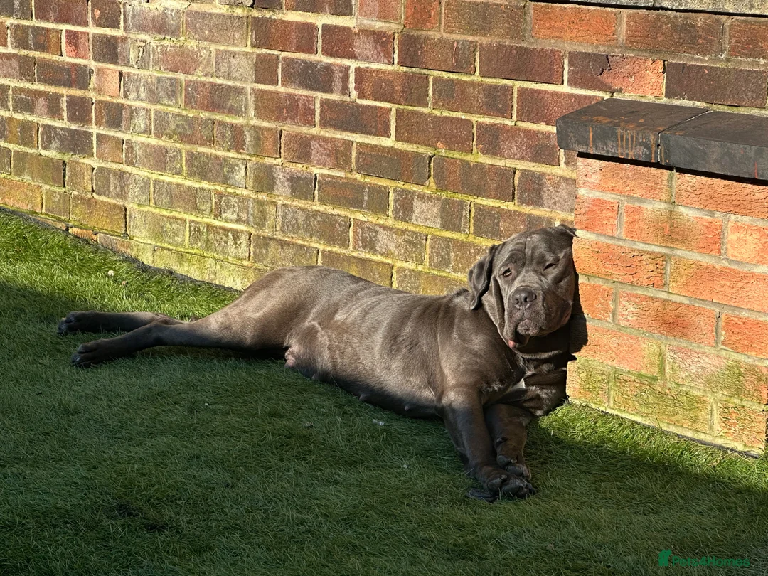 Cane Corso dogs for sale: Urgent Cane Corso Puppies - Advert 2