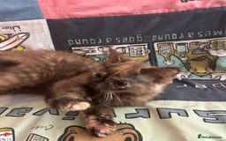 Mixed Breed cats for sale: 5 Beautiful, Fluffy Kittens For Sale! - Image 22