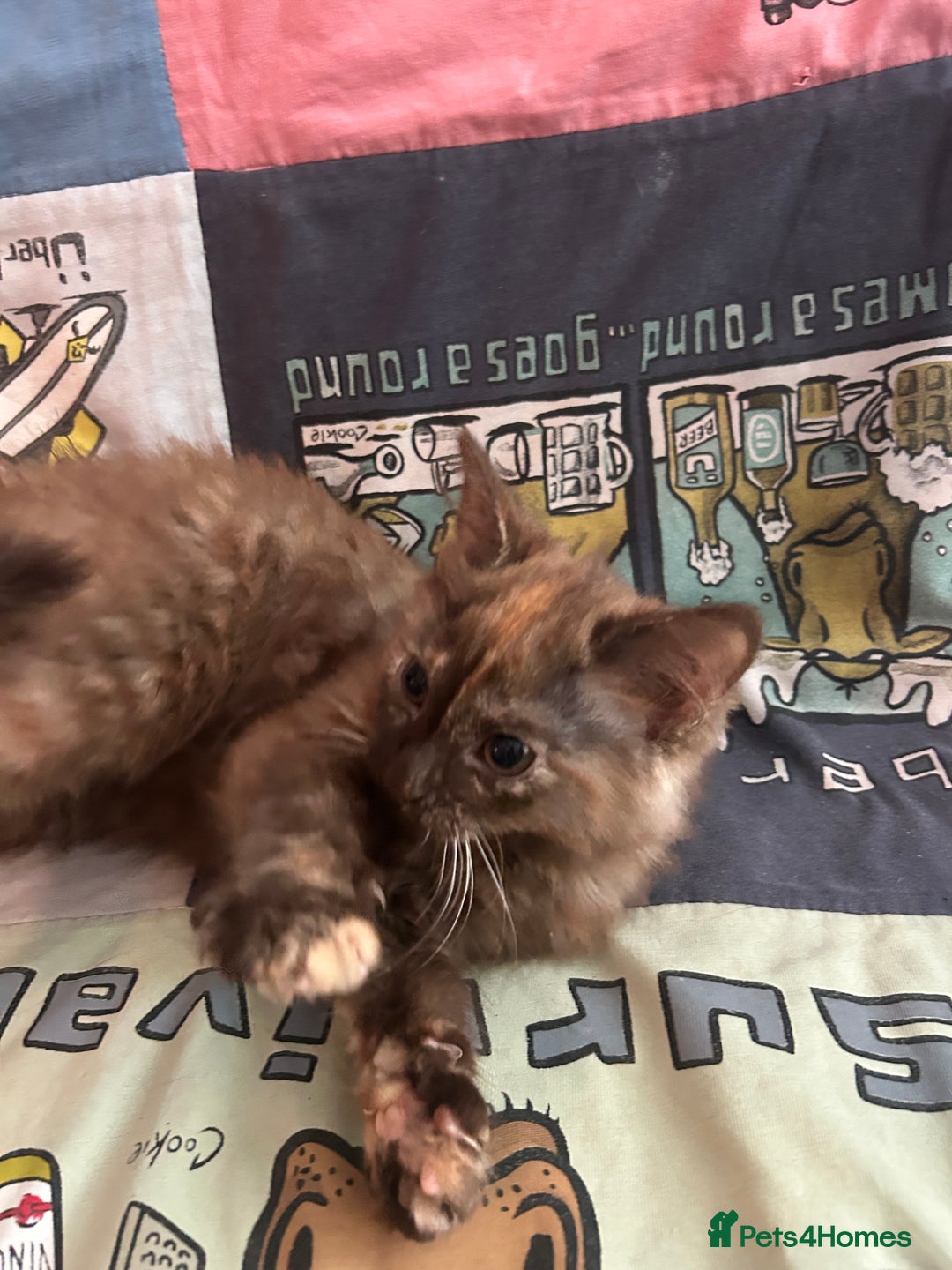 Mixed Breed cats for sale: 5 Beautiful, Fluffy Kittens For Sale! - Image 22