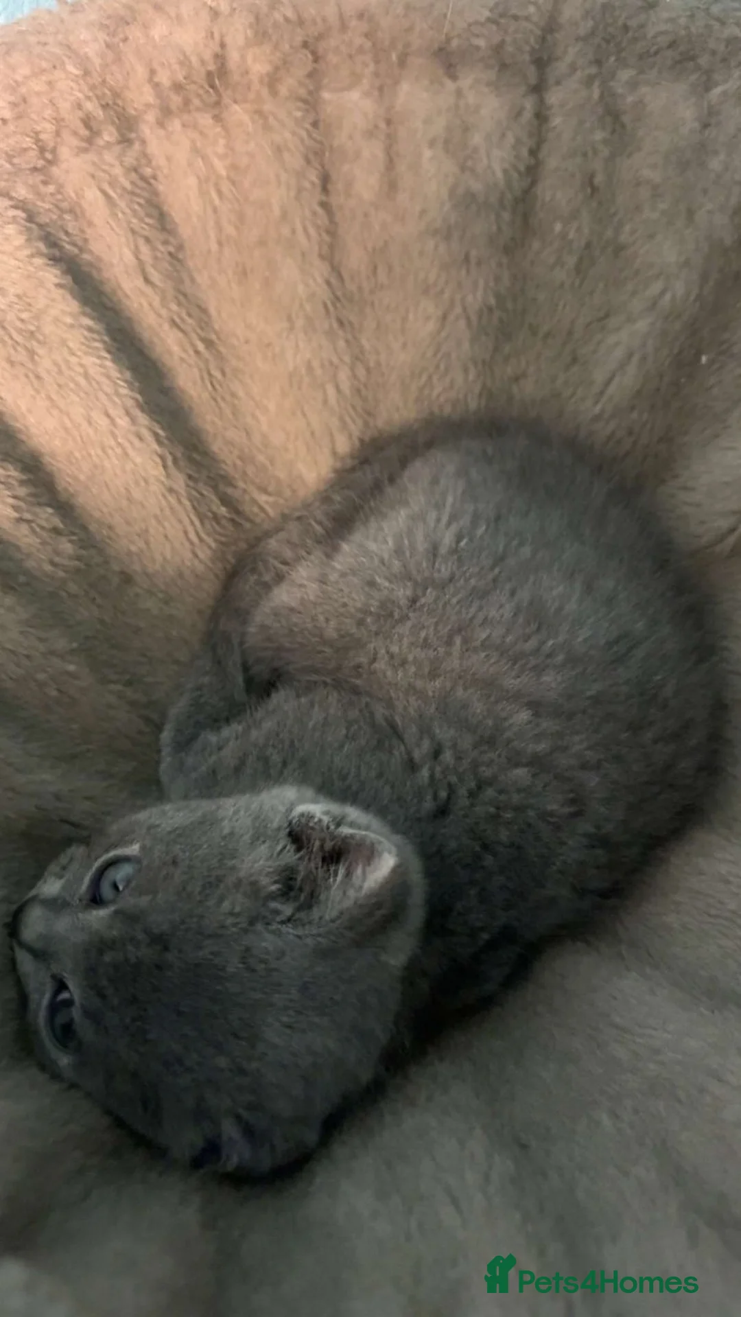 British Shorthair cats for sale: British shorthair  in Prenton - Advert 3