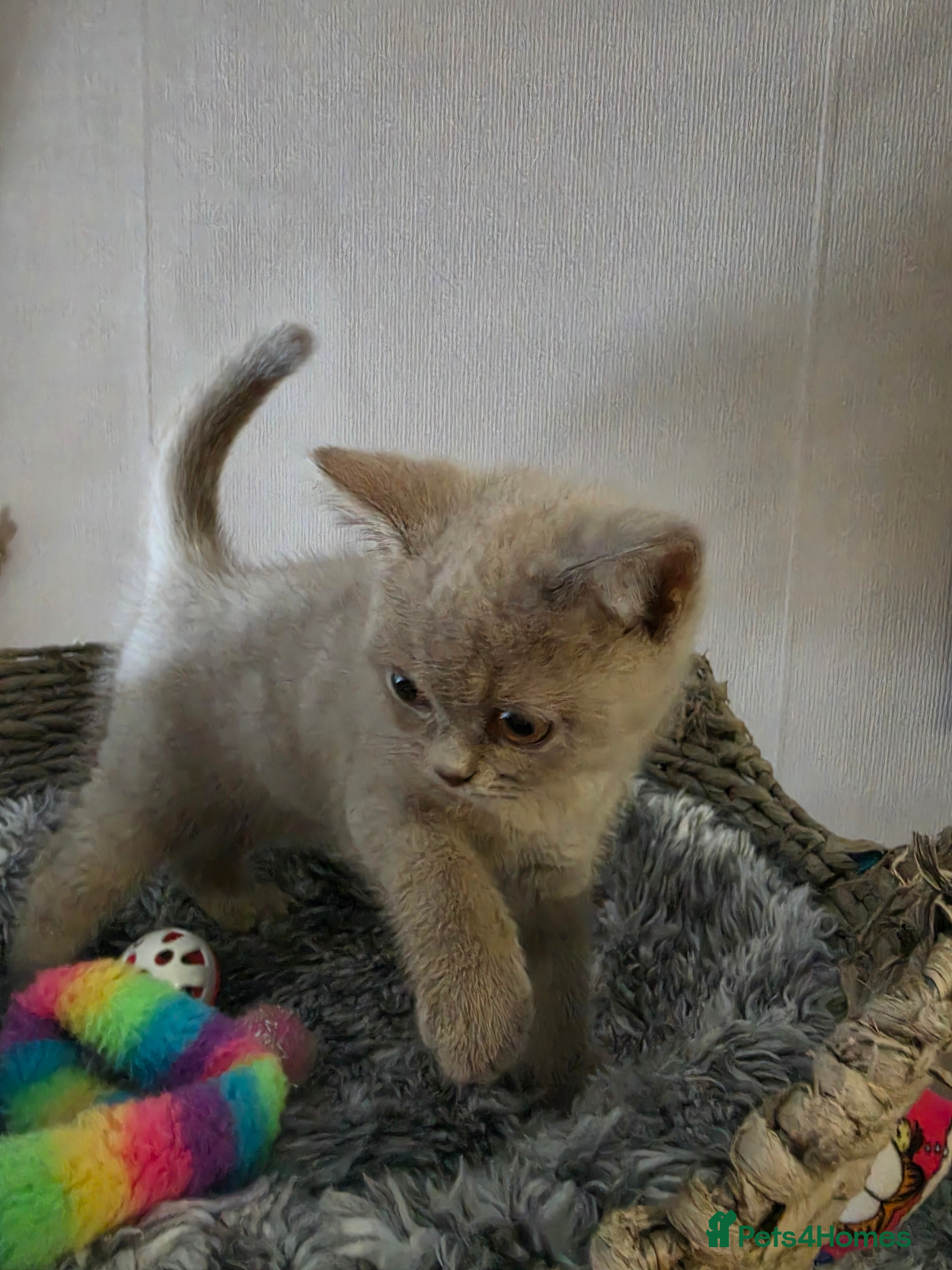 British Shorthair cats Gccf Active registered lilac/blue pedigree bsh  - Advert 2
