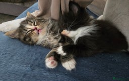 Nebelung cats for sale: 5 stunning nebelung kittens for sale.  - Image 11