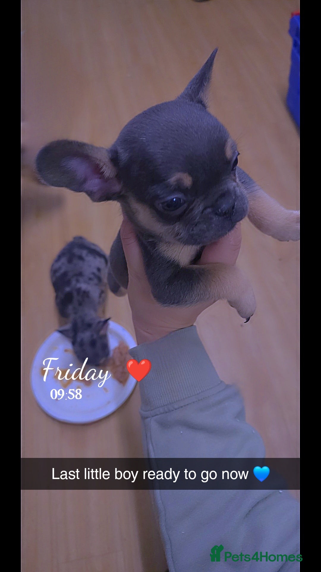 French Bulldog dogs for sale: Last little boy, L4 carrier - Advert 3