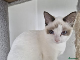 Snowshoe cats - Advert 2