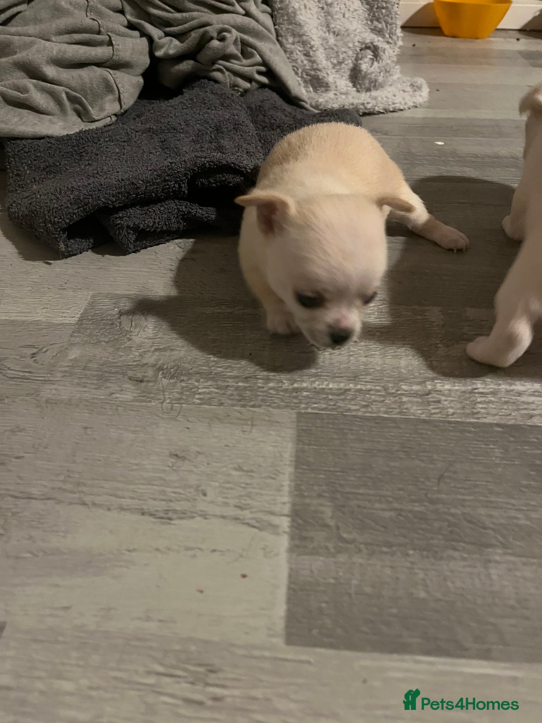 Chihuahua dogs for sale: Pure girl chihuahua  - Advert 3