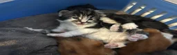 Turkish Van cats for sale: Very Fluffy Turkish Van Kittens  - Advert 1