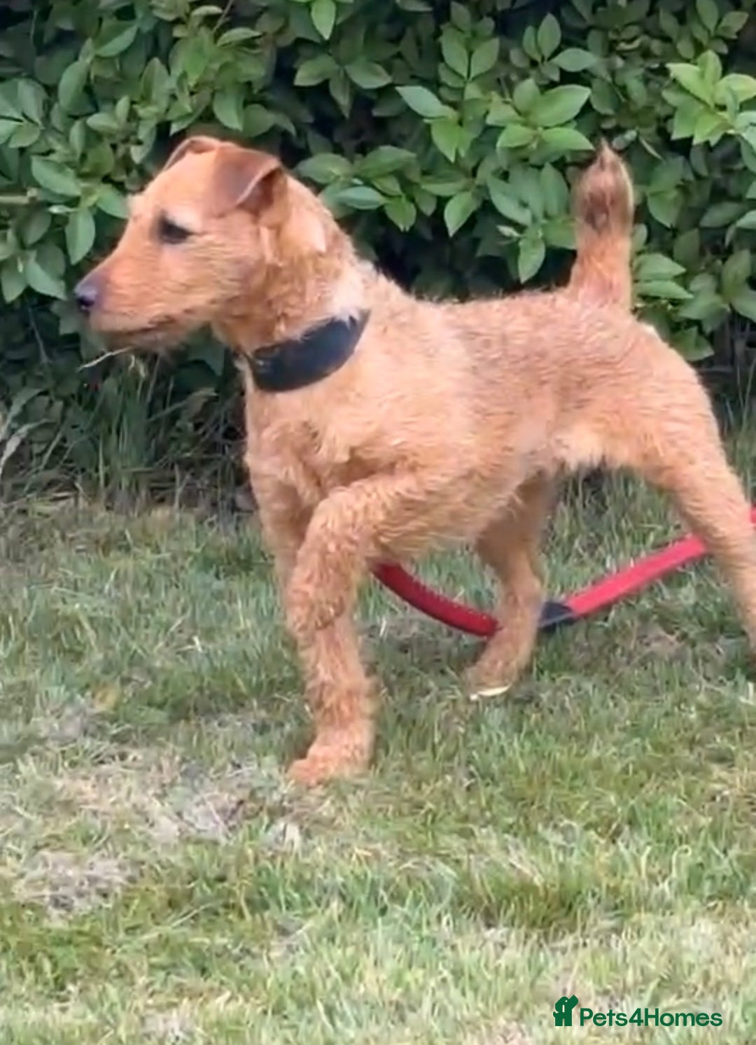 Mixed Breed dogs for sale: Lakeland x patterdale puppies for sale  - Advert 3