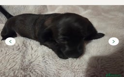 Doxiepoo dogs for sale: Doxipoo  - Image 9