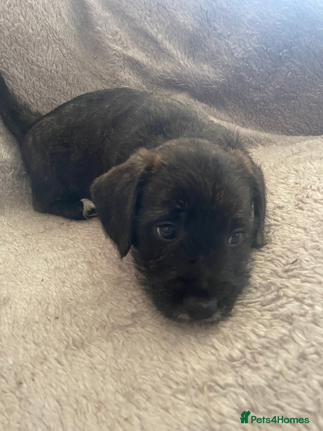Mixed Breed dogs for sale: Jack Russell x westie  - Image 6