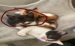 Domestic Shorthair cats for sale: Beautiful tuxedo boy - Image 2