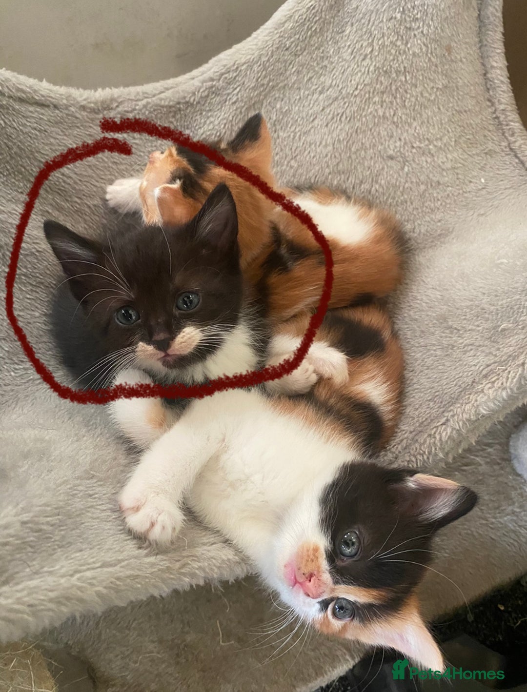 Domestic Shorthair cats for sale: Beautiful tuxedo boy - Image 2