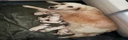 Golden Retriever dogs for sale: Gorgeous Golden Retriever Pups  - Advert 3