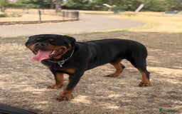 Rottweiler dogs for stud: Champion Bloodline Rottweiler Stud - Image 2
