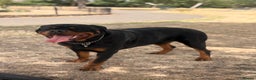Rottweiler dogs for stud: Champion Bloodline Rottweiler Stud - Advert 2