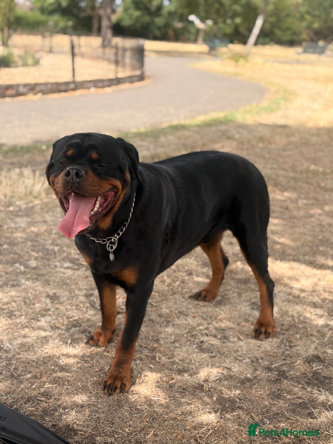 Rottweiler dogs for stud: Champion Bloodline Rottweiler Stud - Image 2