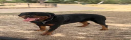 Rottweiler dogs for stud: Champion Bloodline Rottweiler Stud - Advert 5