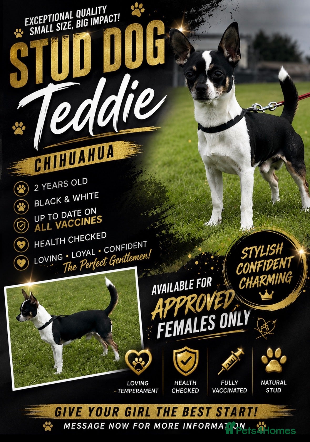 Chihuahua dogs 🐾 SHORT COAT CHIHUAHUA FOR STUD – TEDDIE 🐾 - Advert 14