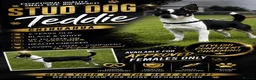 Chihuahua dogs for stud: 🐾 SHORT COAT CHIHUAHUA FOR STUD – TEDDIE 🐾 - Advert 1