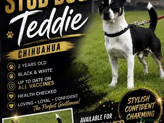 Chihuahua dogs 🐾 CHIHUAHUA for Stud 🐾 - Advert 3