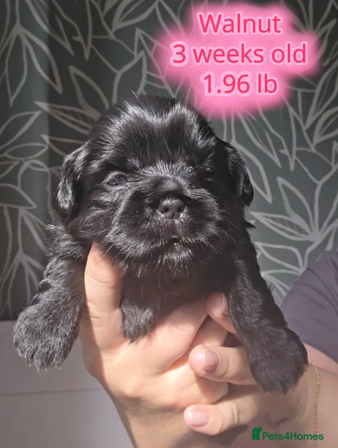 Shih Tzu dogs Beautiful Shih Tzu Puppies 5 girls 1 boy - Advert 2