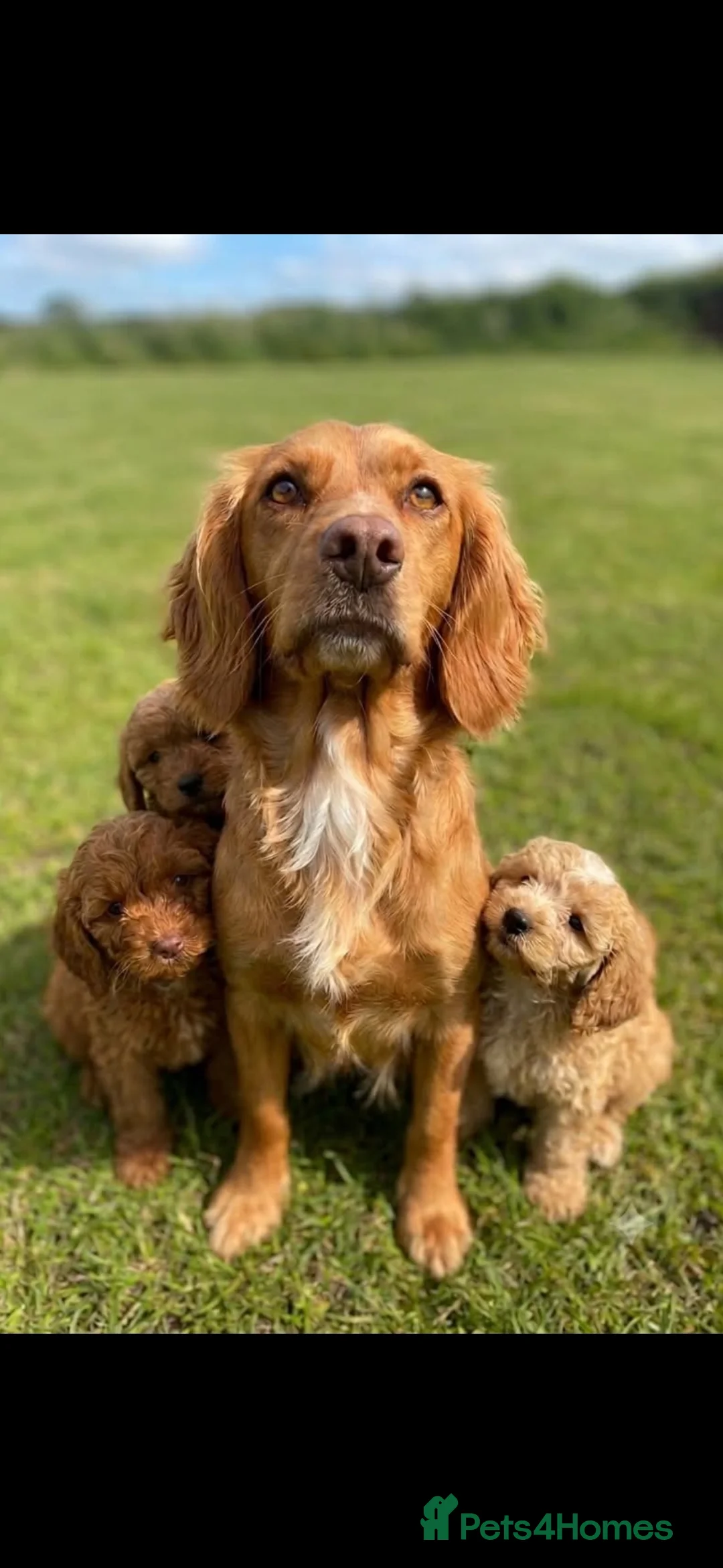 Cockapoo dogs for sale: READY TO LEAVE BEAUTIFUL MINIATURE COCKERPOOS  in Stourport-on-Severn - Advert 1