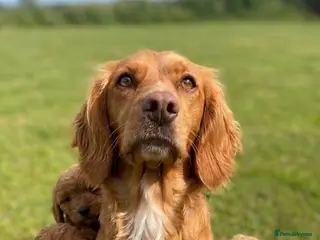 Cockapoo dogs READY TO LEAVE BEAUTIFUL MINIATURE COCKERPOOS - Advert 1