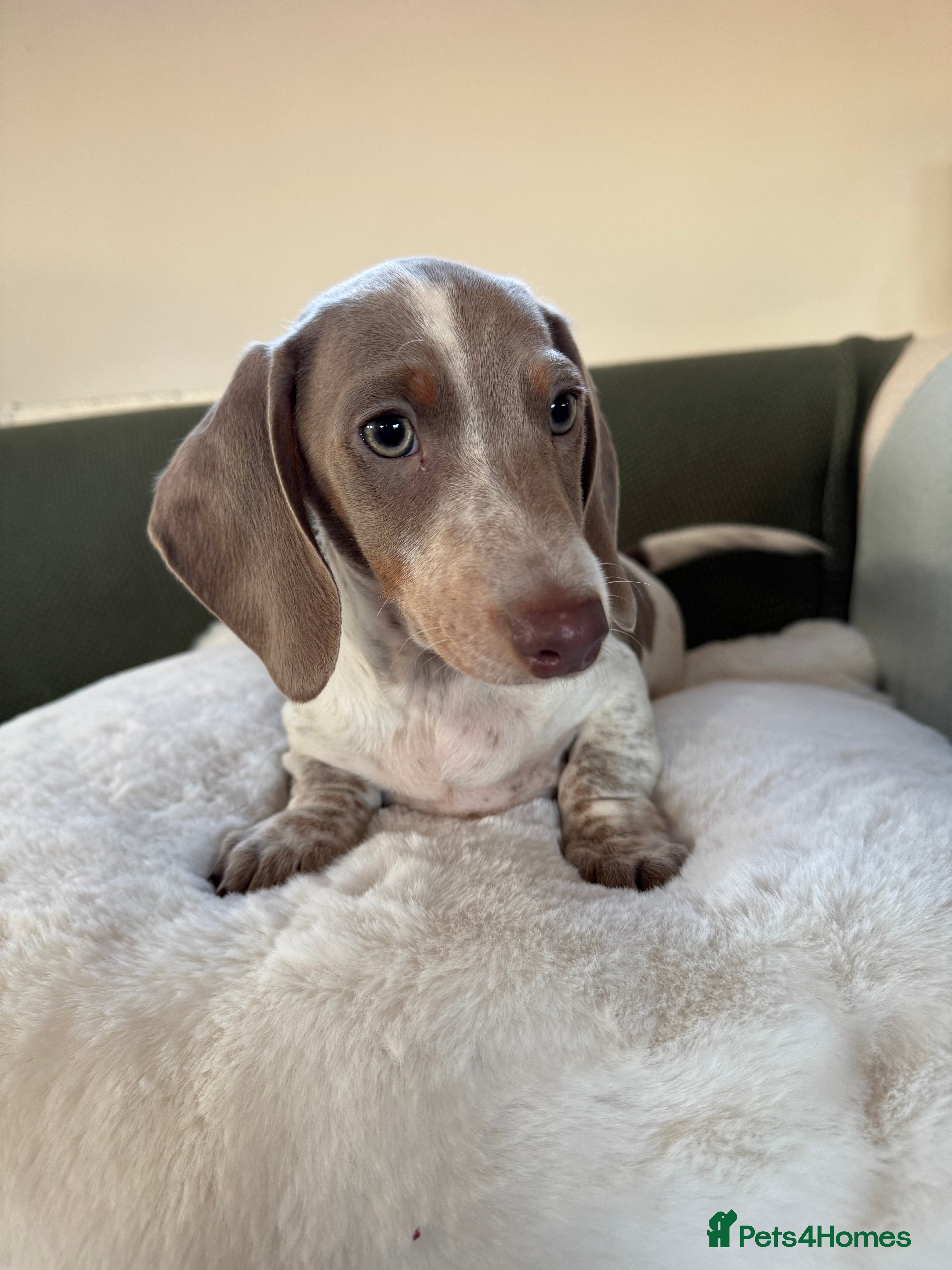 Miniature Dachshund dogs PRA Clear KC Registered Mini Dachshunds - Advert 8