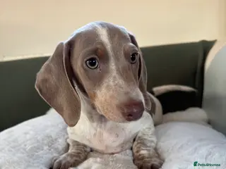 Miniature Dachshund dogs PRA Clear KC Registered Mini Dachshunds - Advert 8