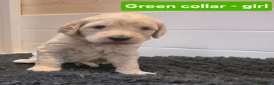Goldendoodle Puppy 5
