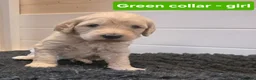 Goldendoodle dogs for sale: Multige. Goldendoodle Puppies. Parents DNA clear!! - Advert 5
