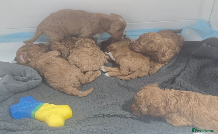 Cavapoo dogs - Advert 2