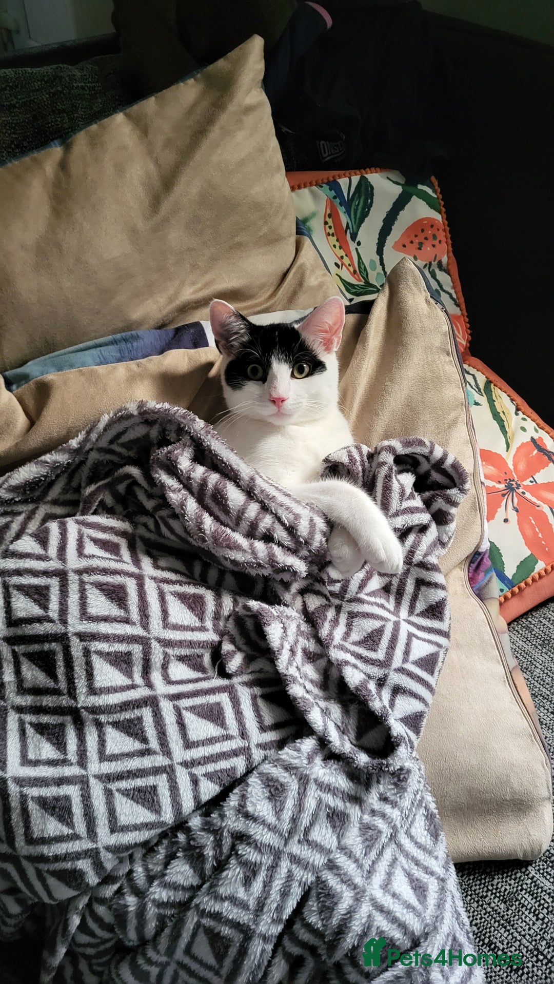 Domestic Shorthair cats for sale: Cat to be rehomed  - Advert 2