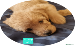 Labradoodle dogs for sale: Outstanding beautiful labradoodles F3b puppies - Image 15