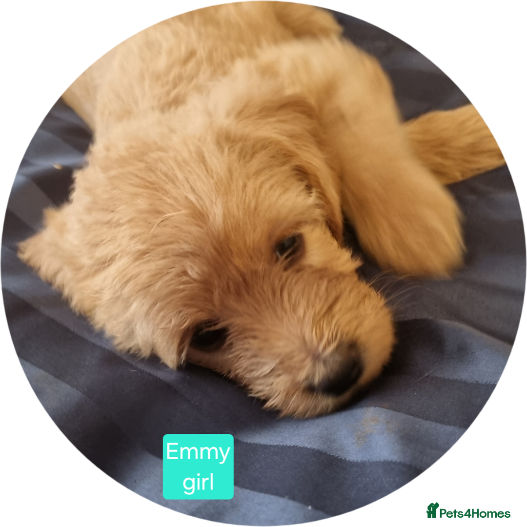 Labradoodle dogs for sale: Outstanding beautiful labradoodles F3b puppies - Image 15