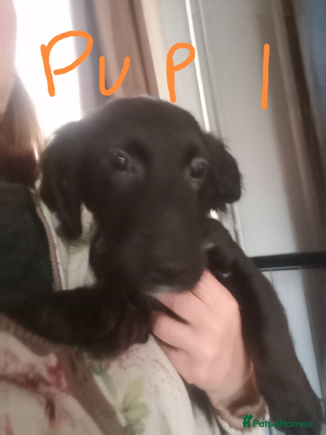 Mixed Breed dogs for sale: 3 Cockapoo x Jack Russell DNA clr Mum - Advert 13