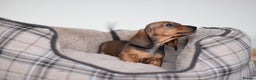 Miniature Dachshund dogs for sale: 🌟Gorgeous Miniature Dachshunds🌟 - Advert 36
