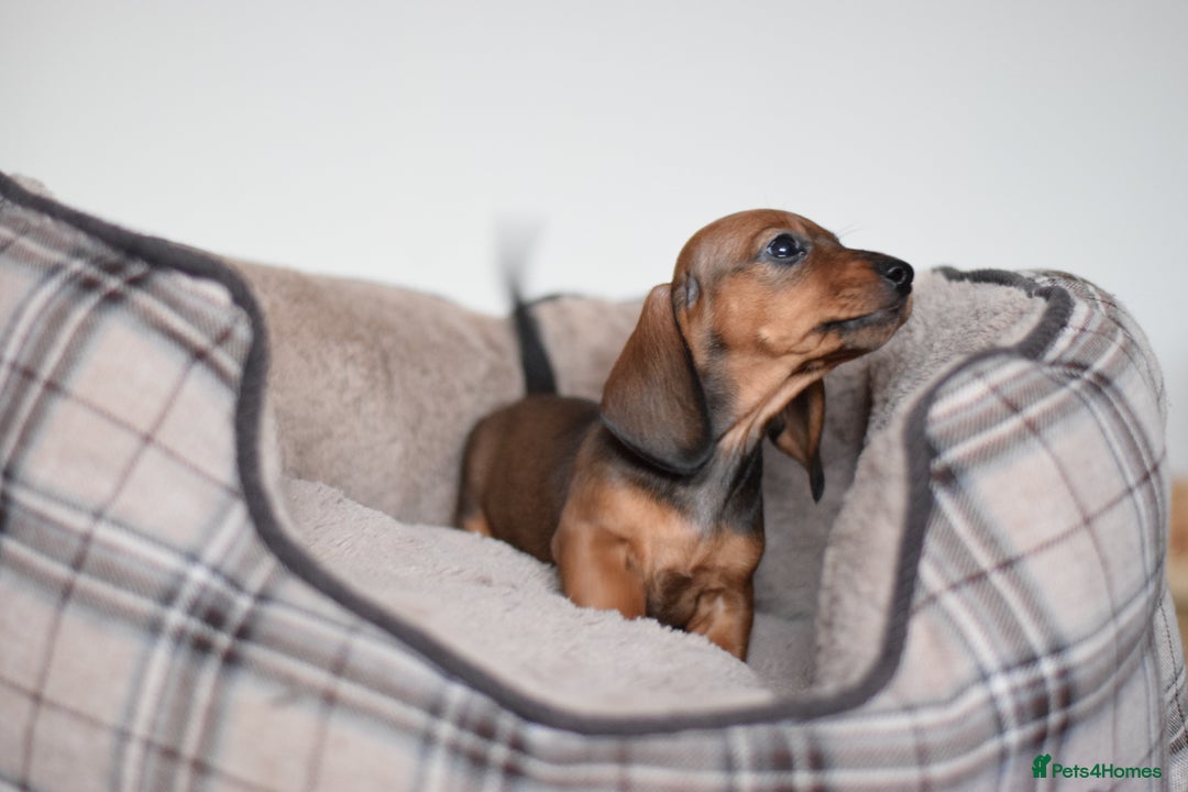 Miniature Dachshund dogs for sale: 🌟Gorgeous Miniature Dachshunds🌟 - Advert 36