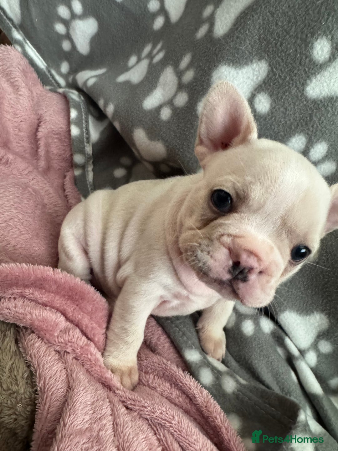 French Bulldog dogs for sale: last girl ready to leave now 🐾⚡️ - Advert 12