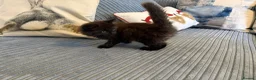 Ragdoll cats for sale: Gorgeous male brown ragdoll cross kitten for sale - Advert 5
