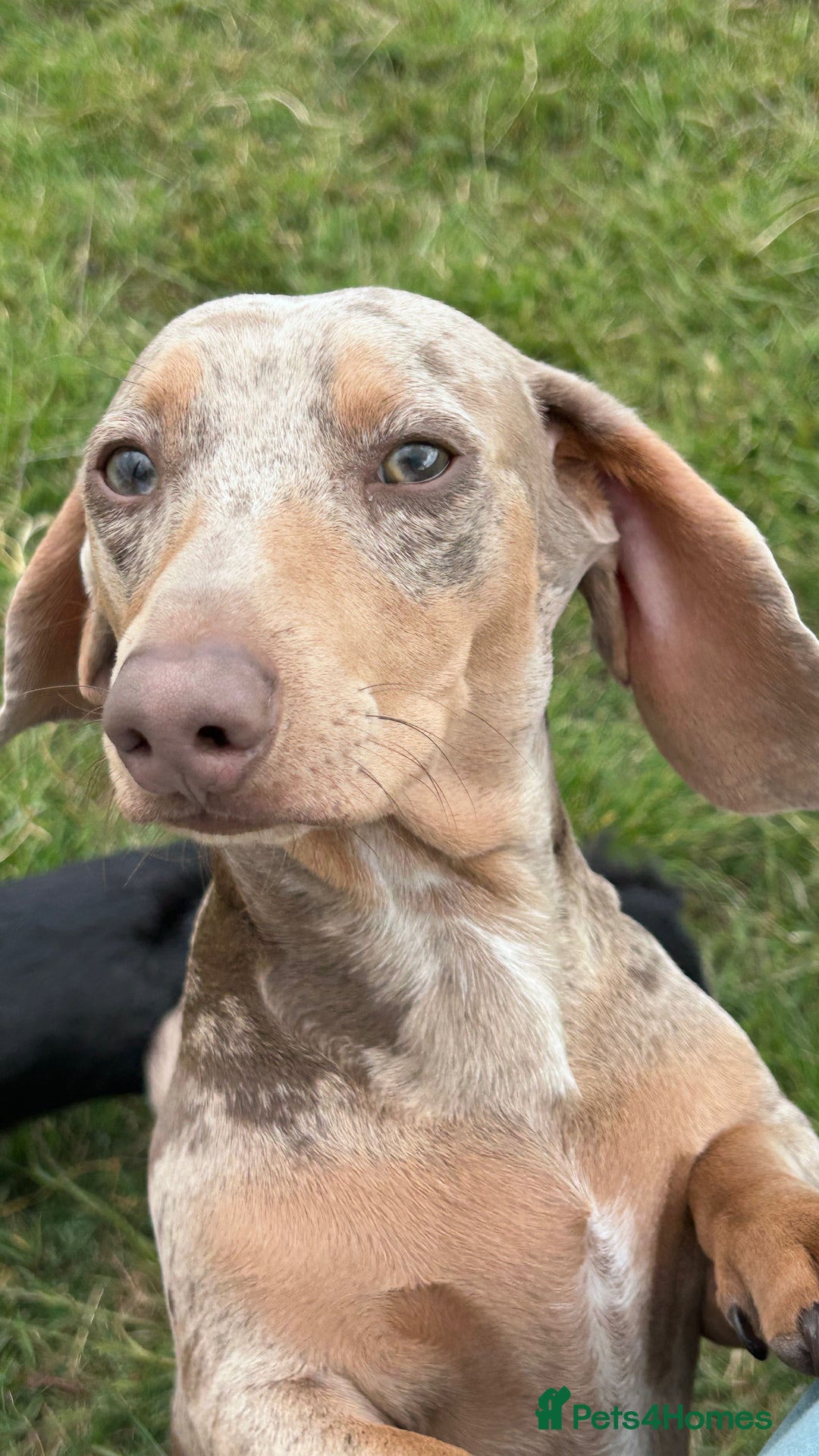 Miniature Dachshund dogs for stud: Isabella Dapple STUD carrying CREAM - Image 7