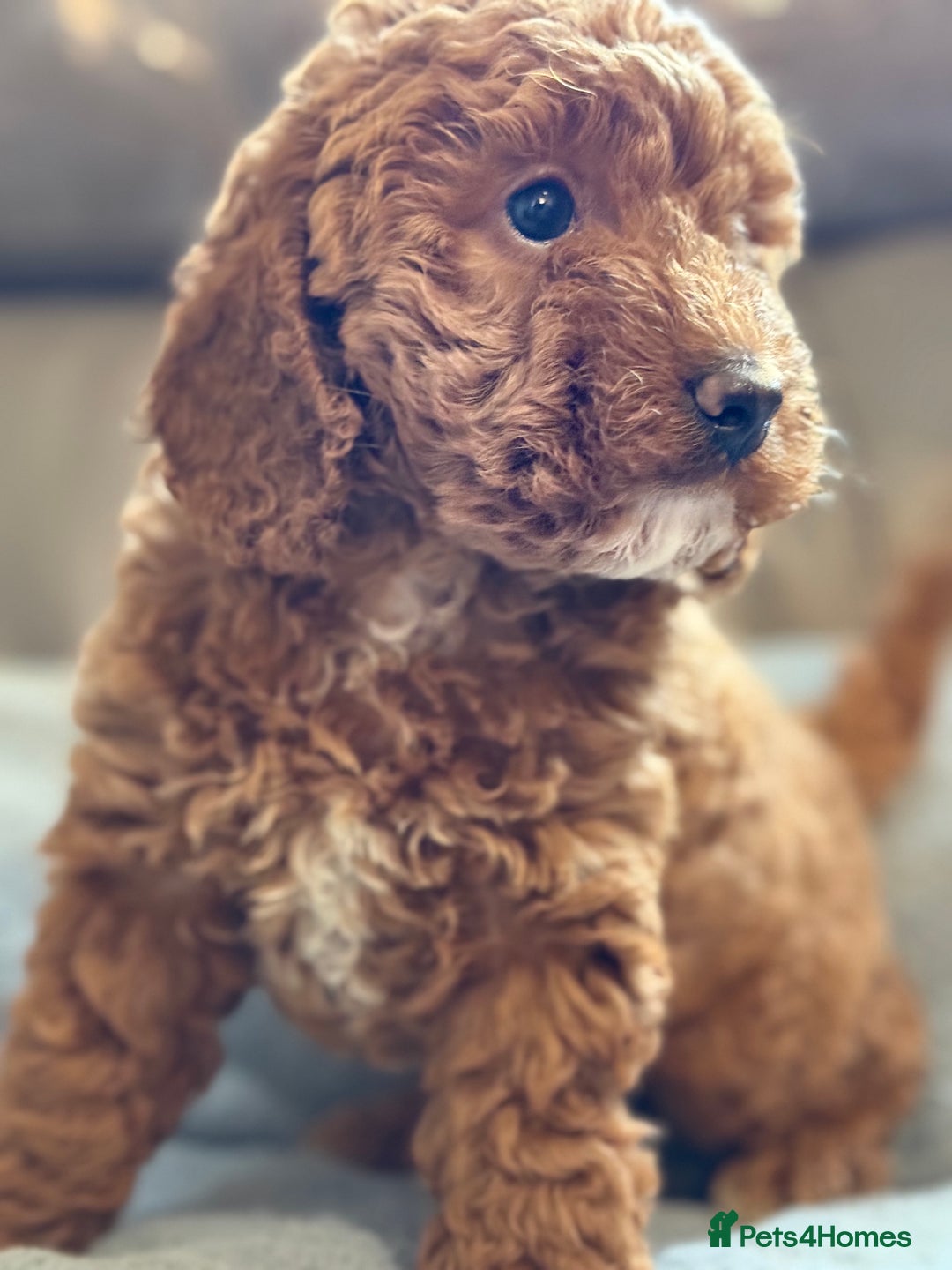 Cockapoo dogs for sale: STUNNING TOP-QUALITY COCKAPOO PUPPIES RARE COLOURS - Advert 18