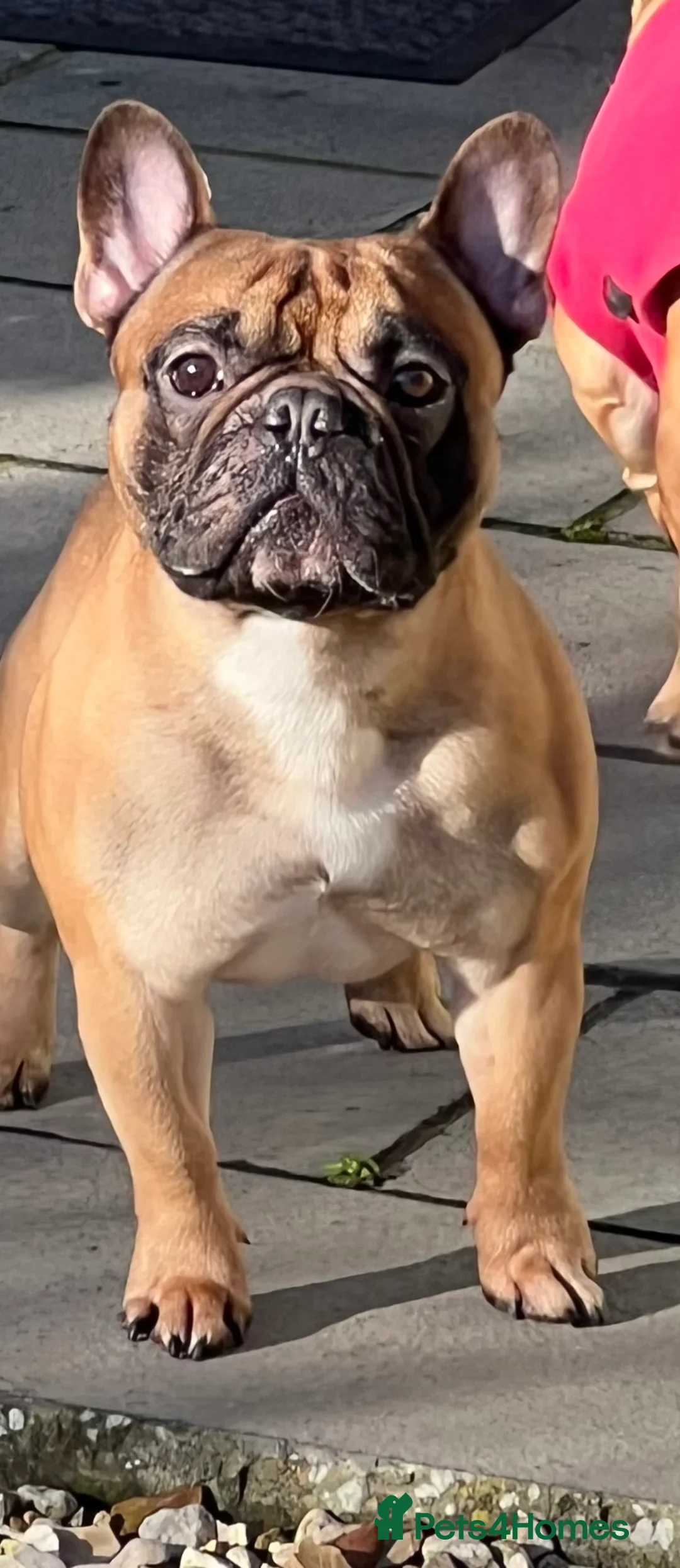 French Bulldog dogs for stud: Mani standard red silver fbce RFG 1  in Edinburgh - Advert 19