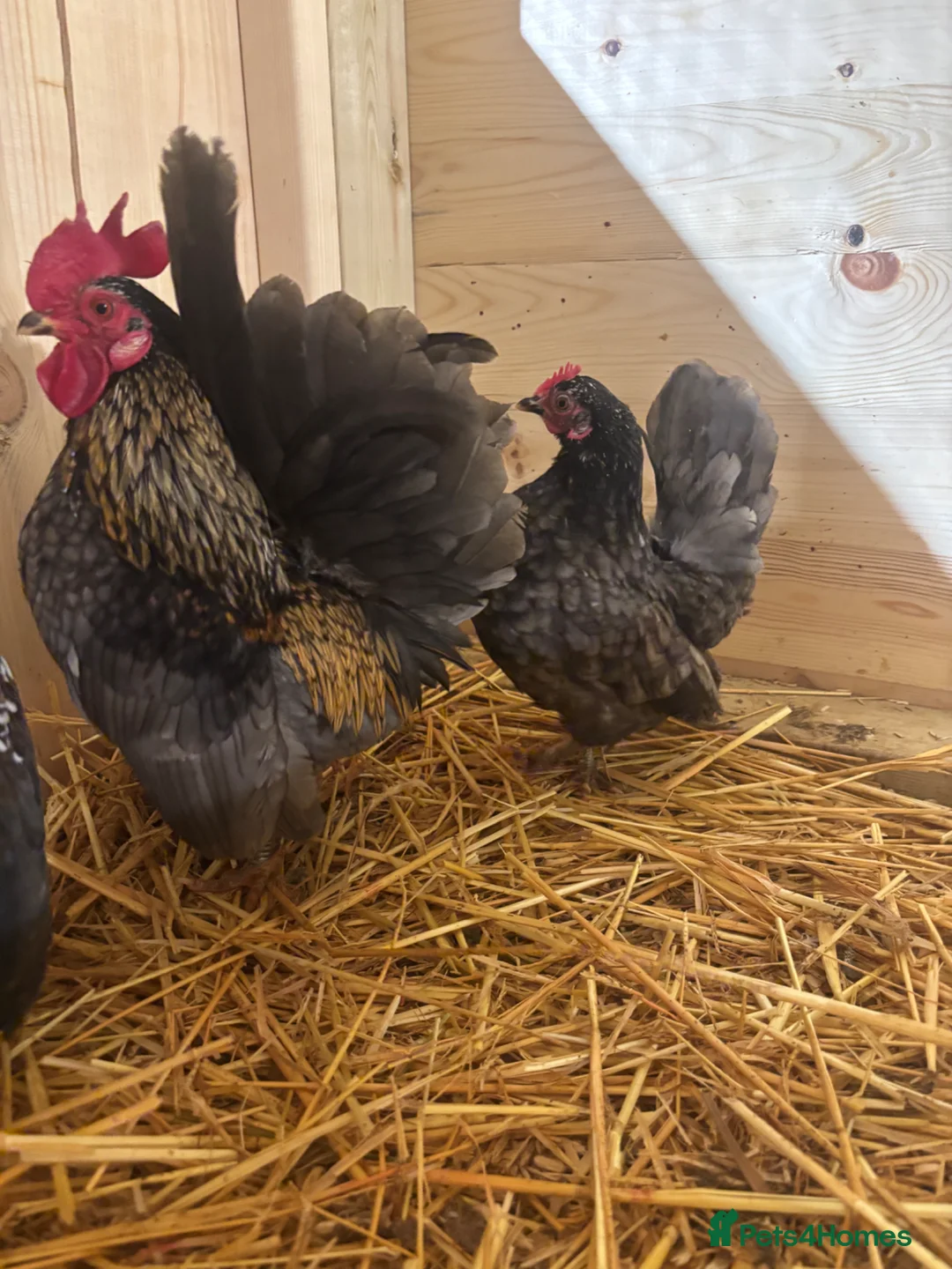 Chickens poultry for sale: Serama (smallest breed of chicken in the world) - Advert 3