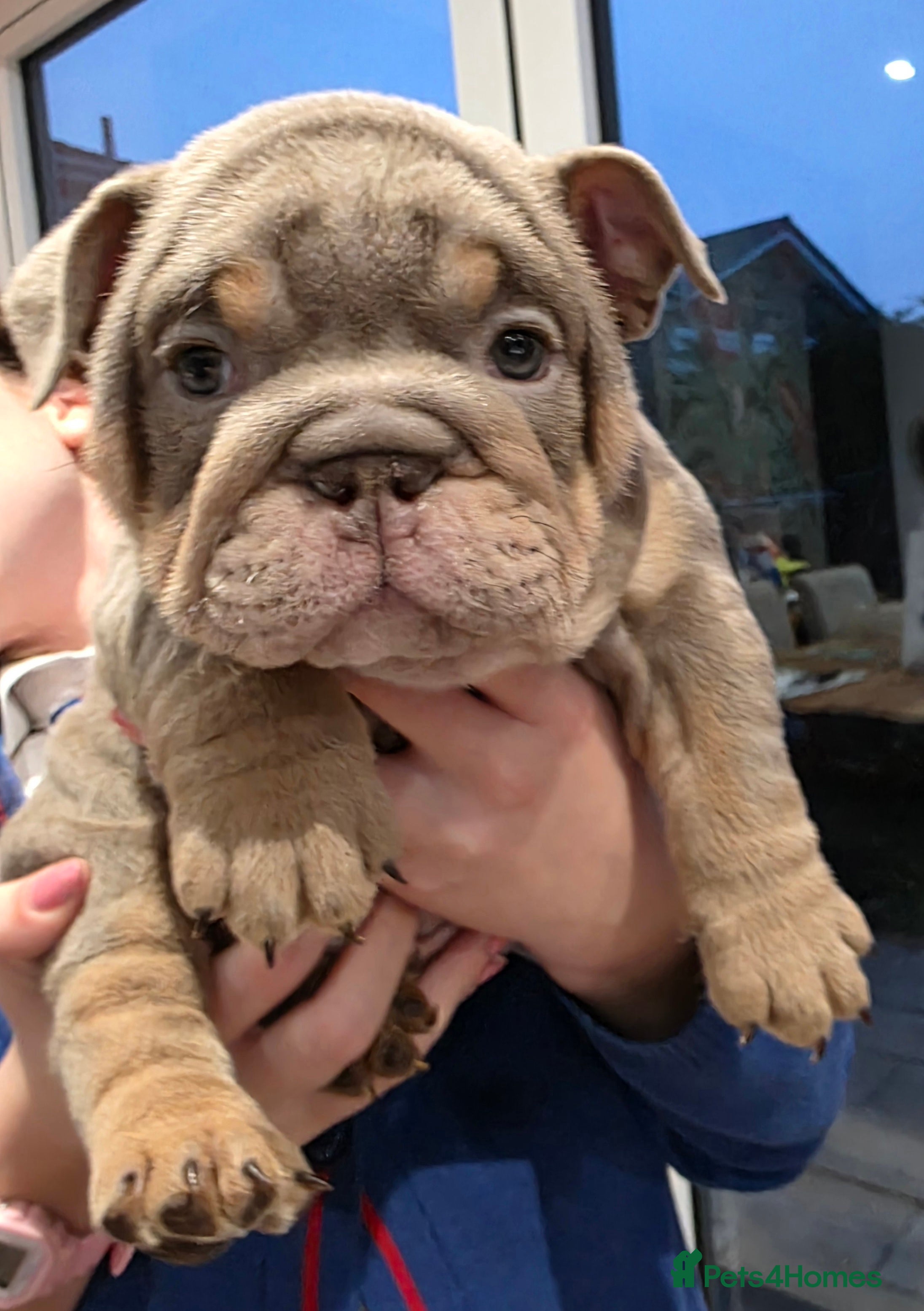 English Bulldog dogs Lilac/tan/white English Bulldogs. 2 remaining.  - Advert 16